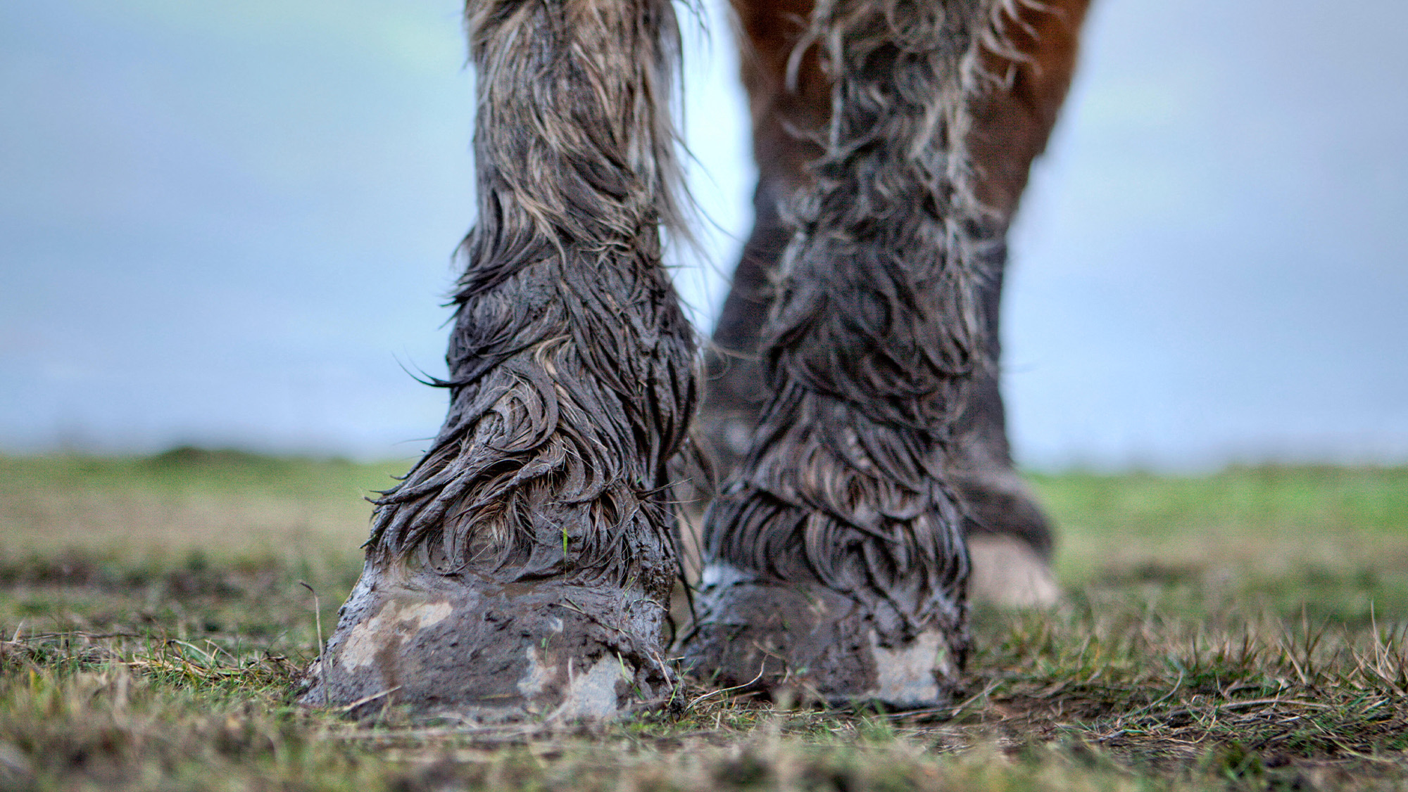 Close up of horse&amp;rsquo;s muddy legs