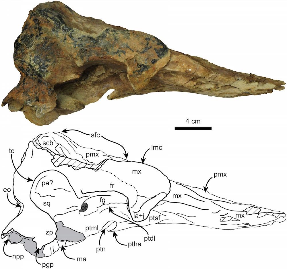 Pygmy sperm whale skull