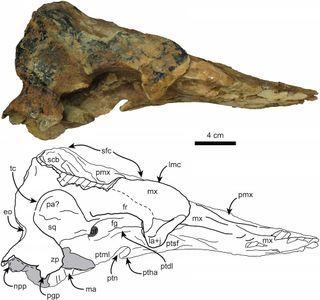 Pygmy sperm whale skull