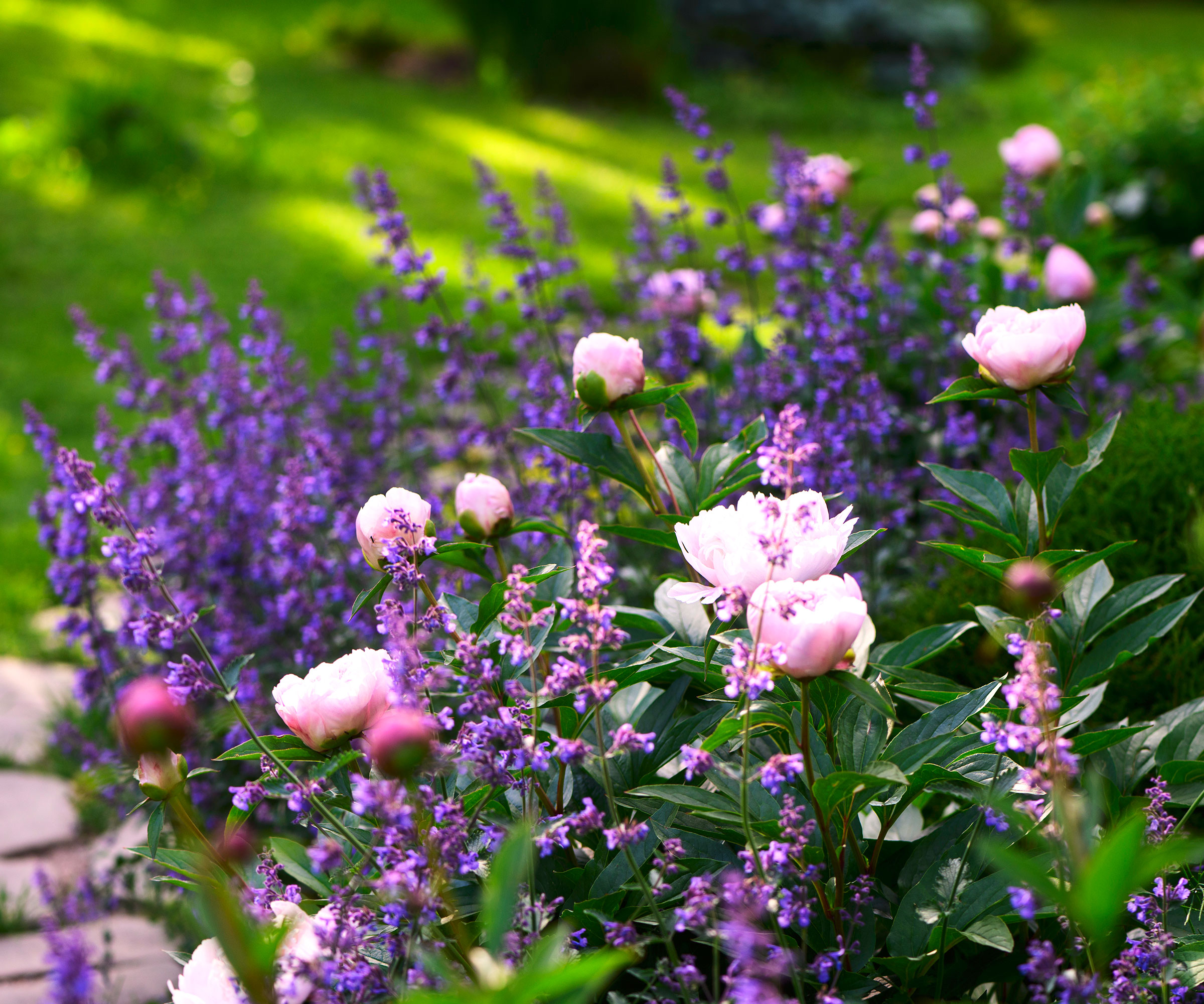 catmint and peony growing in garden