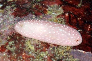 New species of nudibranch from Madang Lagoon