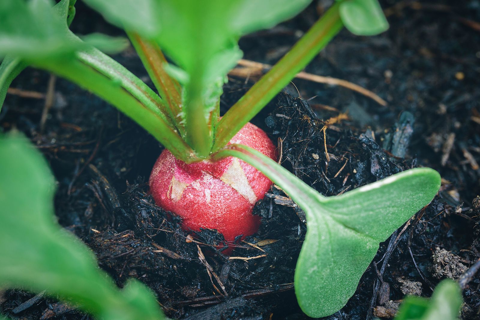 When to harvest radishes how to pick radishes at their tastiest