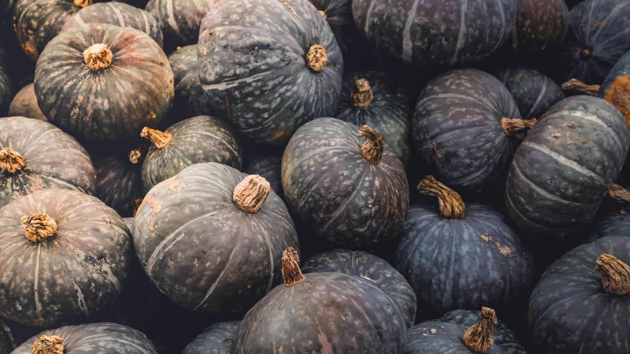 A pile of blue hokkaido squash