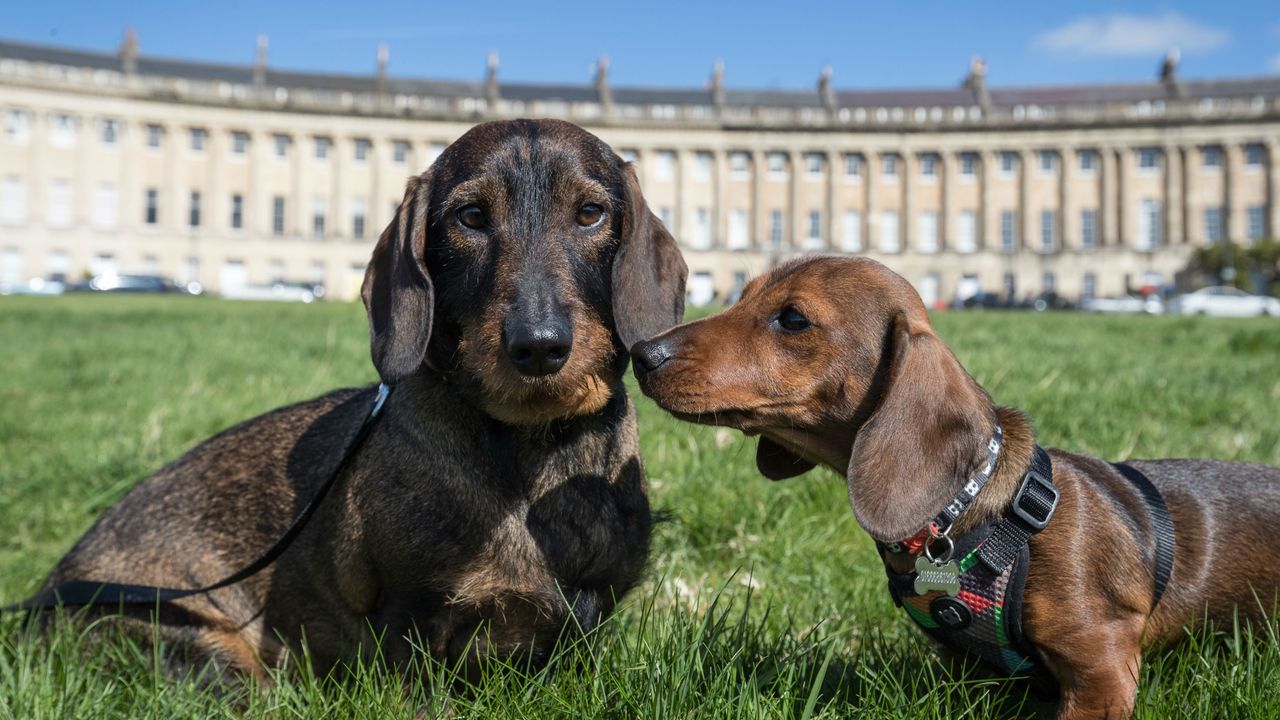 Sausage Dog Club in Bath