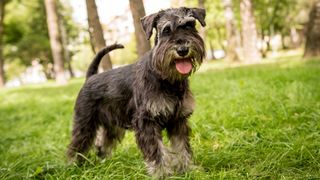 Miniature Schnauzer in park