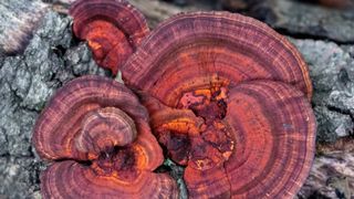 red fungus growing on branch