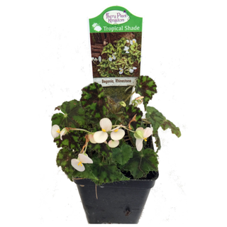 A Rhinestone Begonia Plant from Walmart