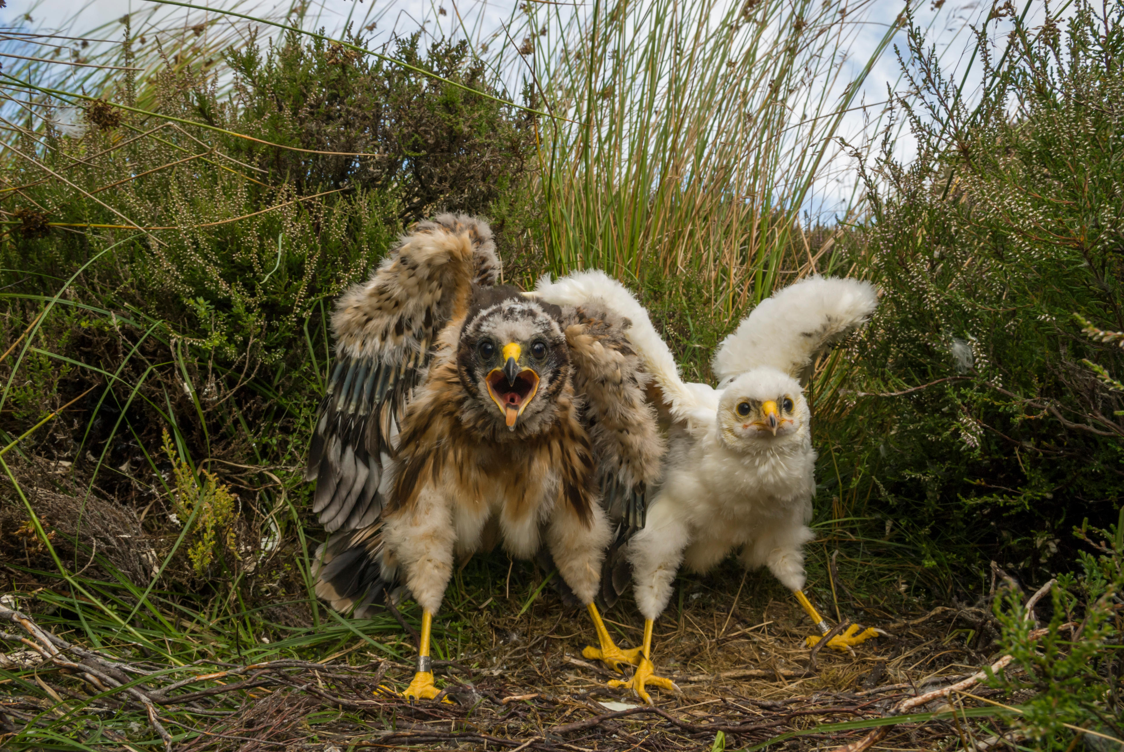 A pair of hen harrier chicks in a nest