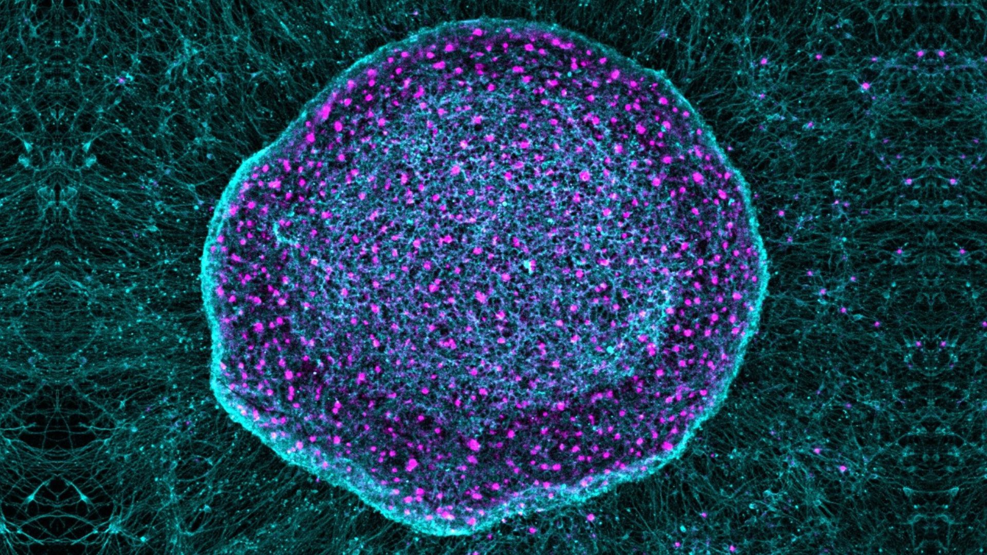 an image of a purple-stained neuron with teal tendrils extending from it