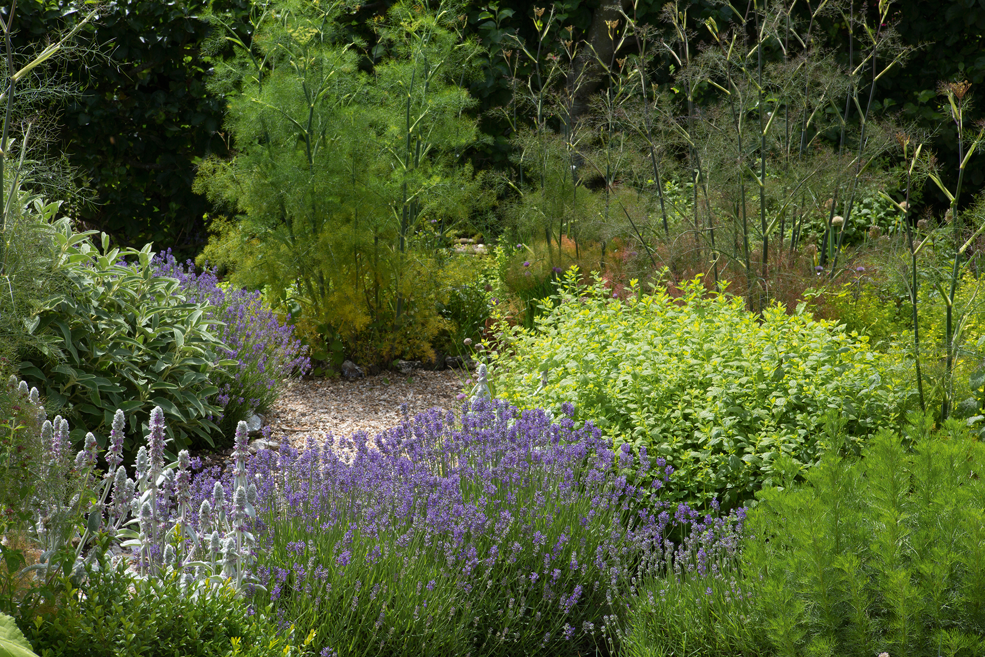 Lavender planted with other evergreen shrubs