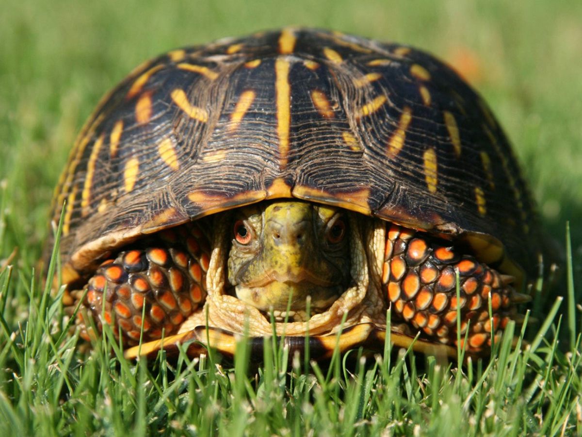 Unsafe Plants For Turtles: What Plants Are Poisonous To Turtles ...