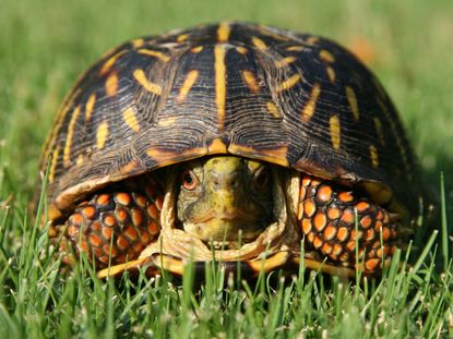 Turtle On Green Grass