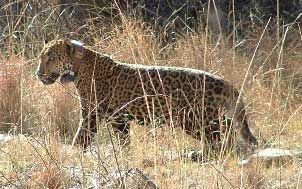 Rare Jaguars Spotted in Arizona and Mexico | Live Science