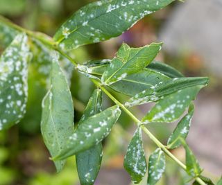 signs of powdery mildew on phlox leaf