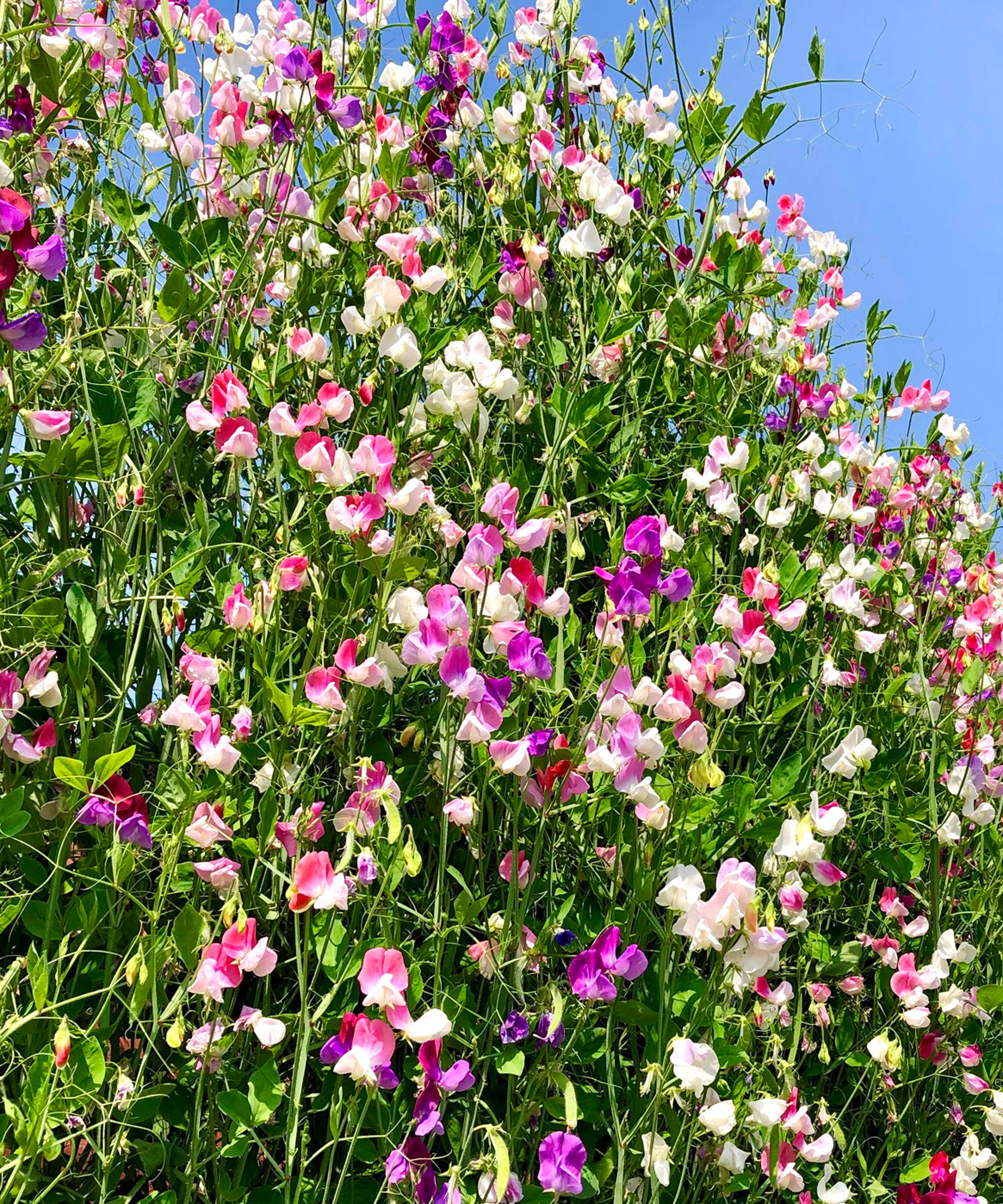 sweet peas in bloom climbing up a garden fence with blue sky