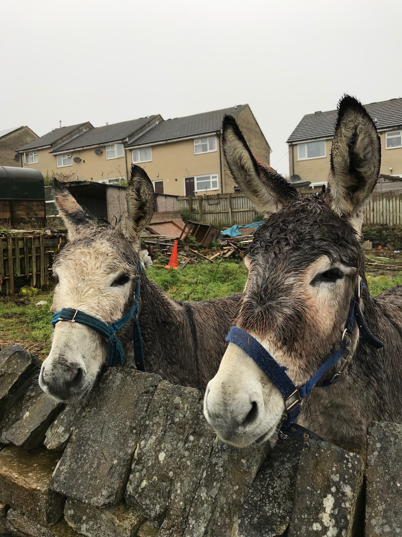 Suffering donkey RSPCA The Donkey Sanctuary
