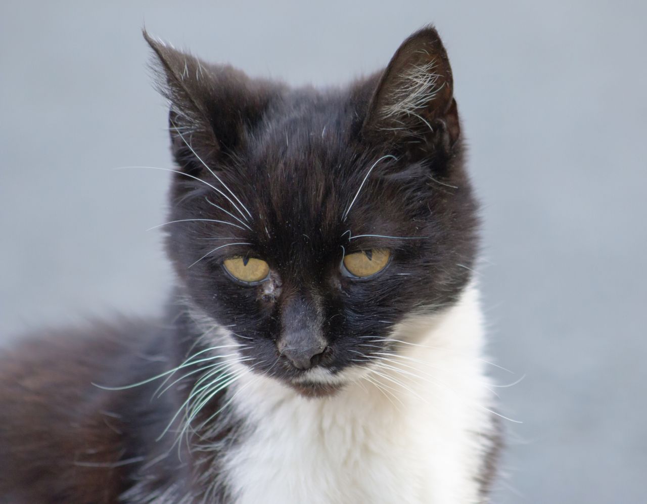 An unimpressed stray cat