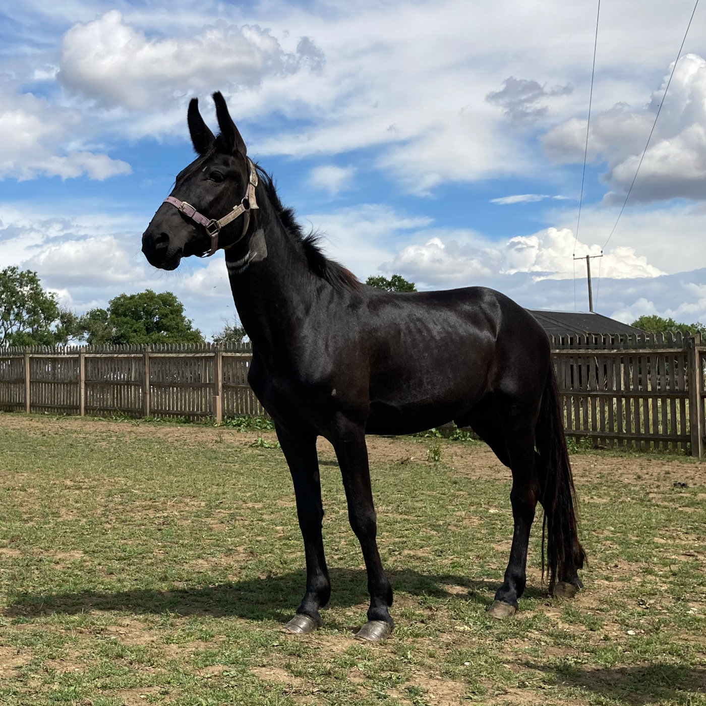 Frank_credit-The-Horse-Trust-feature.png