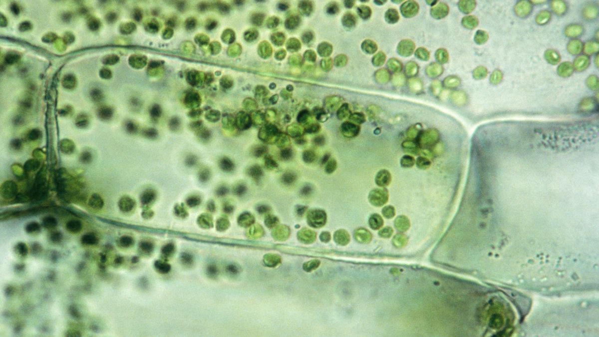 Cells from a plant of the genus Elodea (waterweed), showing dark-green chloroplasts where photosynthesis takes place.