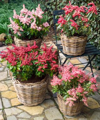 pieris Passion growing in containers on a patio
