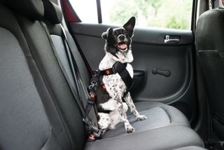 Dog wearing a seat belt