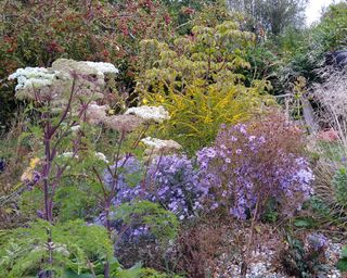 a drought tolerant, Mediterranean style garden in the UK