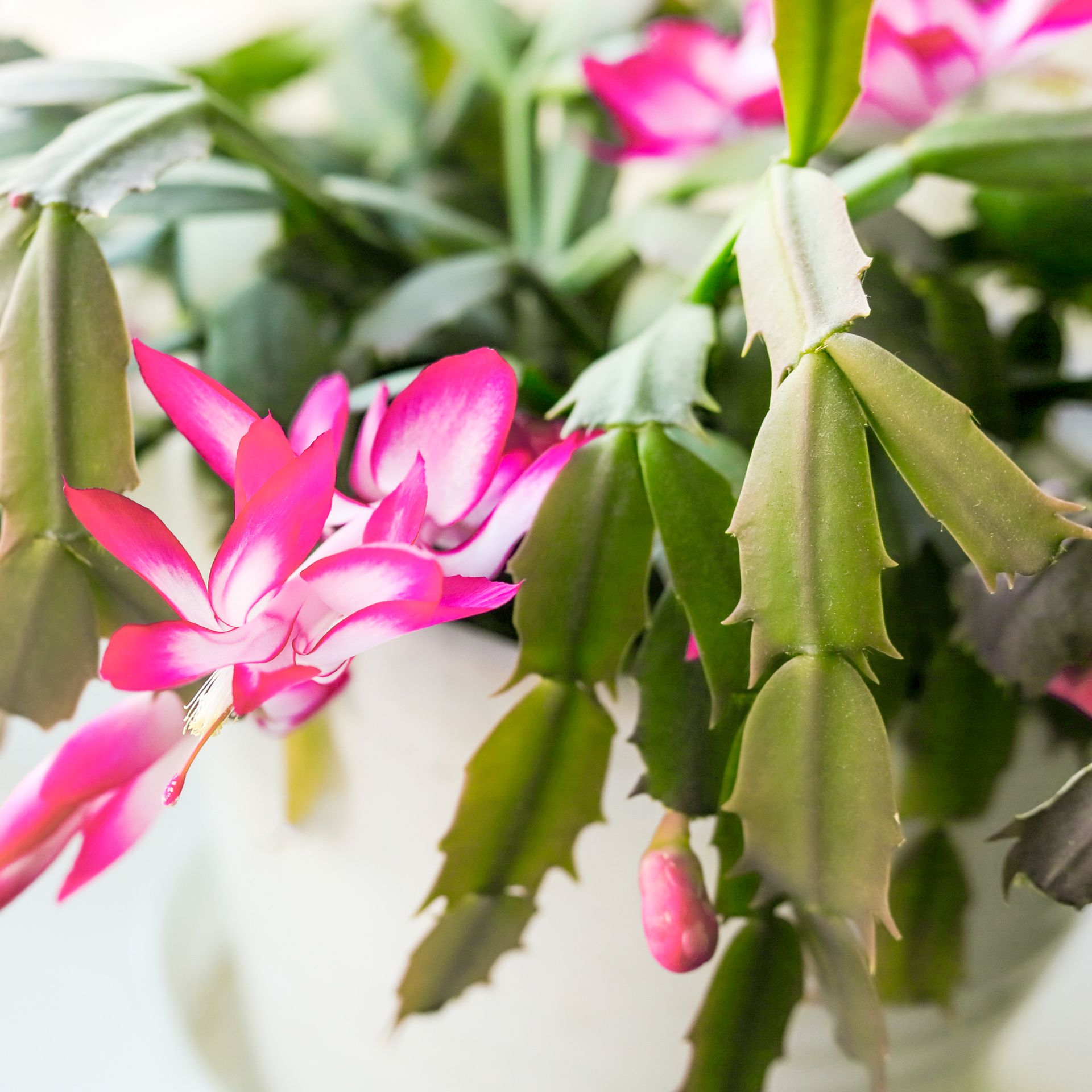 How to perk up a droopy Christmas cactus Ideal Home