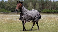 Horse wearing zebra print fly rug in field