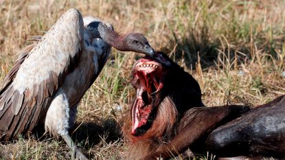 White-backed vulture (Gyps africanus) with a wildebeest carcass. Masai Mara National Park. Kenya