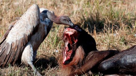 White-backed vulture (Gyps africanus) with a wildebeest carcass. Masai Mara National Park. Kenya