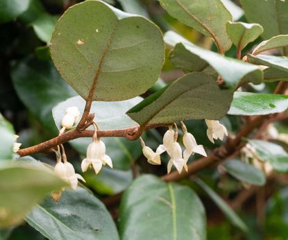 Winter-flowering shrubs to plant in fall: 10 choices