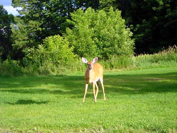 My first up-close encounter with a deer, outside my bedroom in Bromont, Quebec.