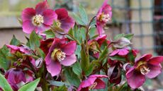 how to grow hellebores: pink hellebores