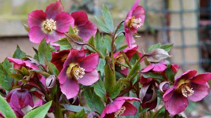 how to grow hellebores: pink hellebores