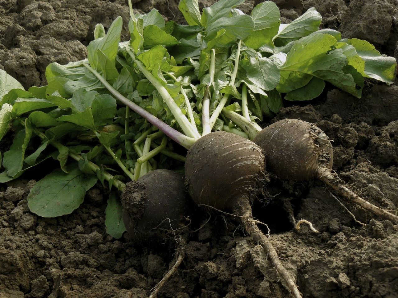 Three Black Radish Plants Laying On Top Of Soil