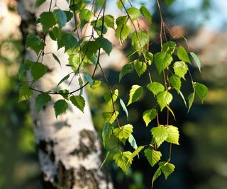 birch tree leaves