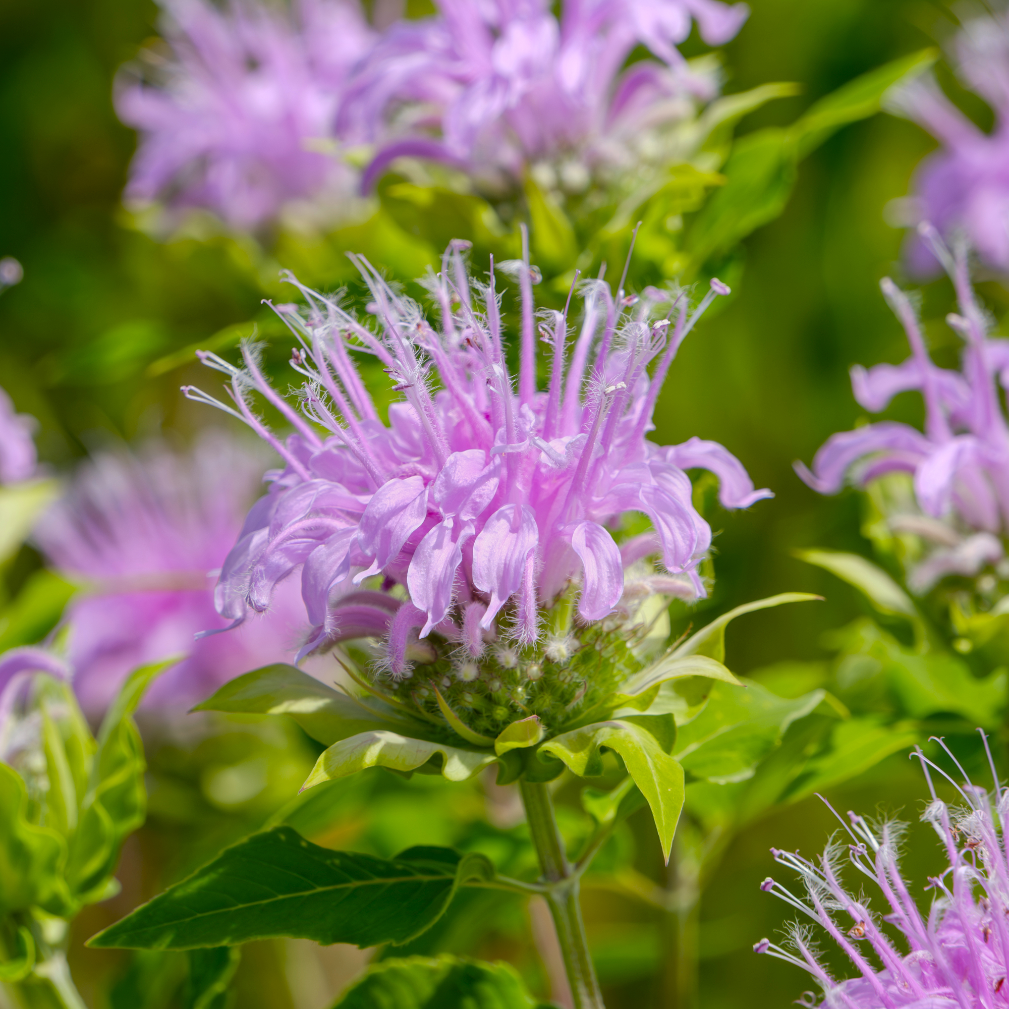 wild bergamot bloom