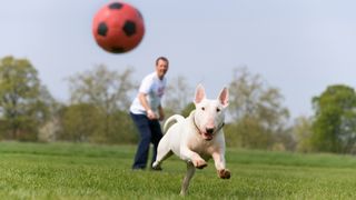 English bull terrier playing ball with owner