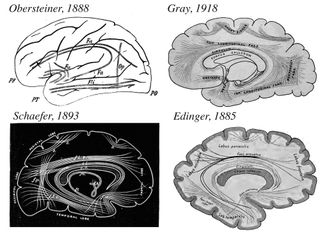 Brain illustrations that show the vertical occipital fasciculus, except for Ludwig Edinger's 1885 drawing, which like many other atlases left the region unlabeled throughout history.