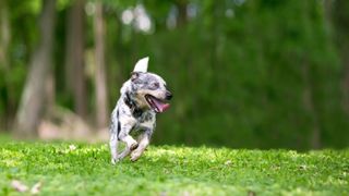 Australian Cattle Dog