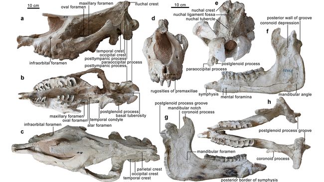 Ancient giant rhino was one of the largest mammals ever to walk Earth ...