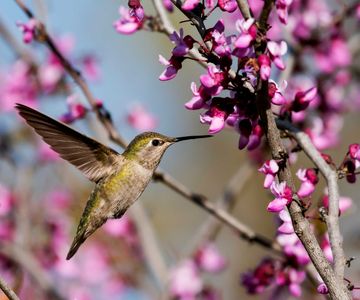 Trees That Attract Hummingbirds: 8 Flowering Choices 