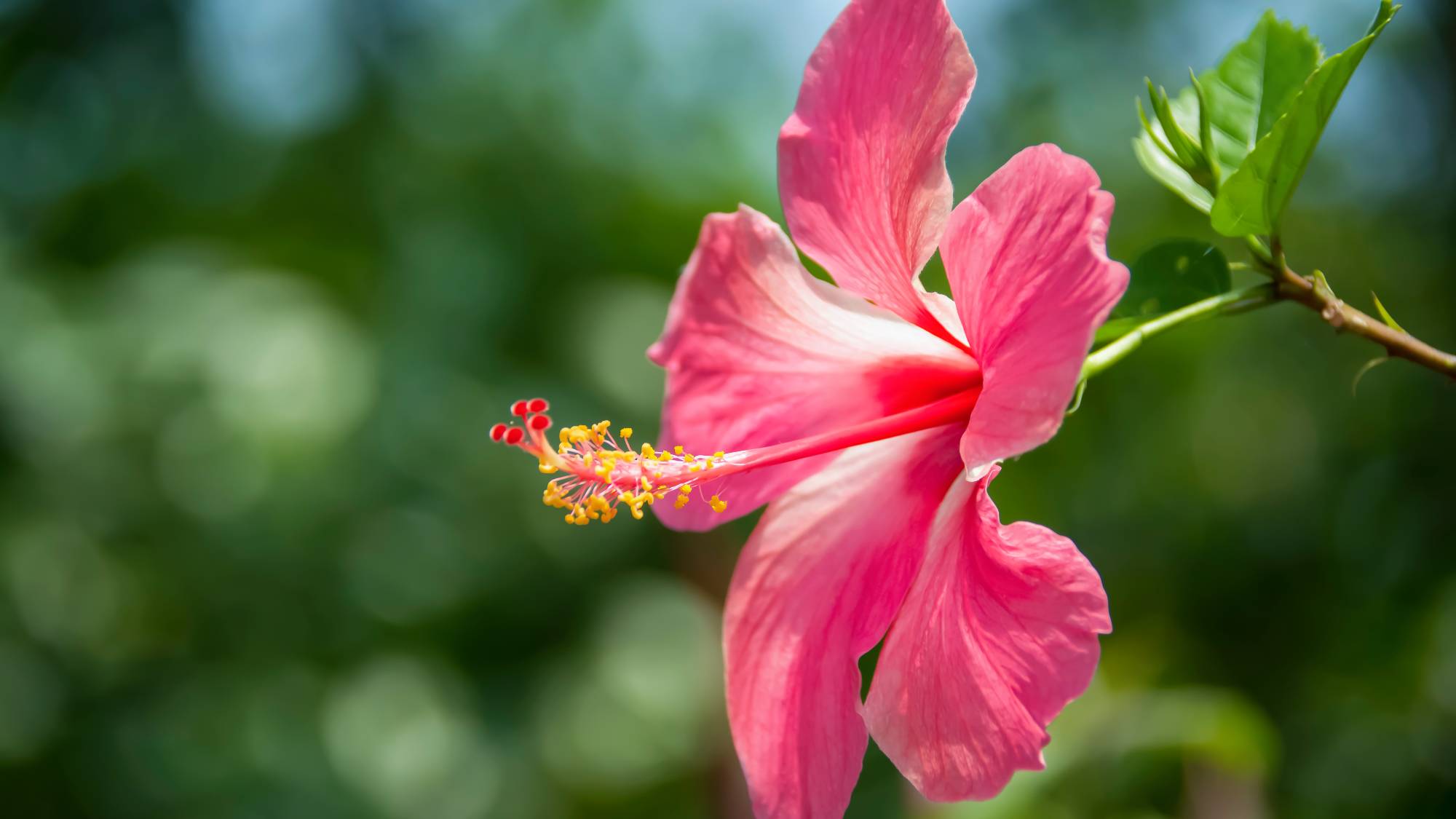 Pink hibiscus flower