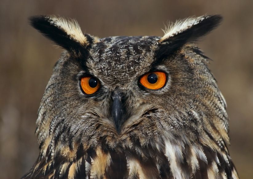 An eagle owl.