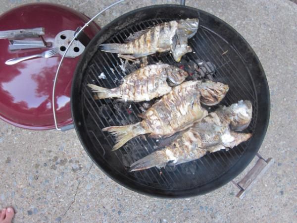 Dinner caught and ready to cook
