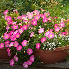 pink petunias in container