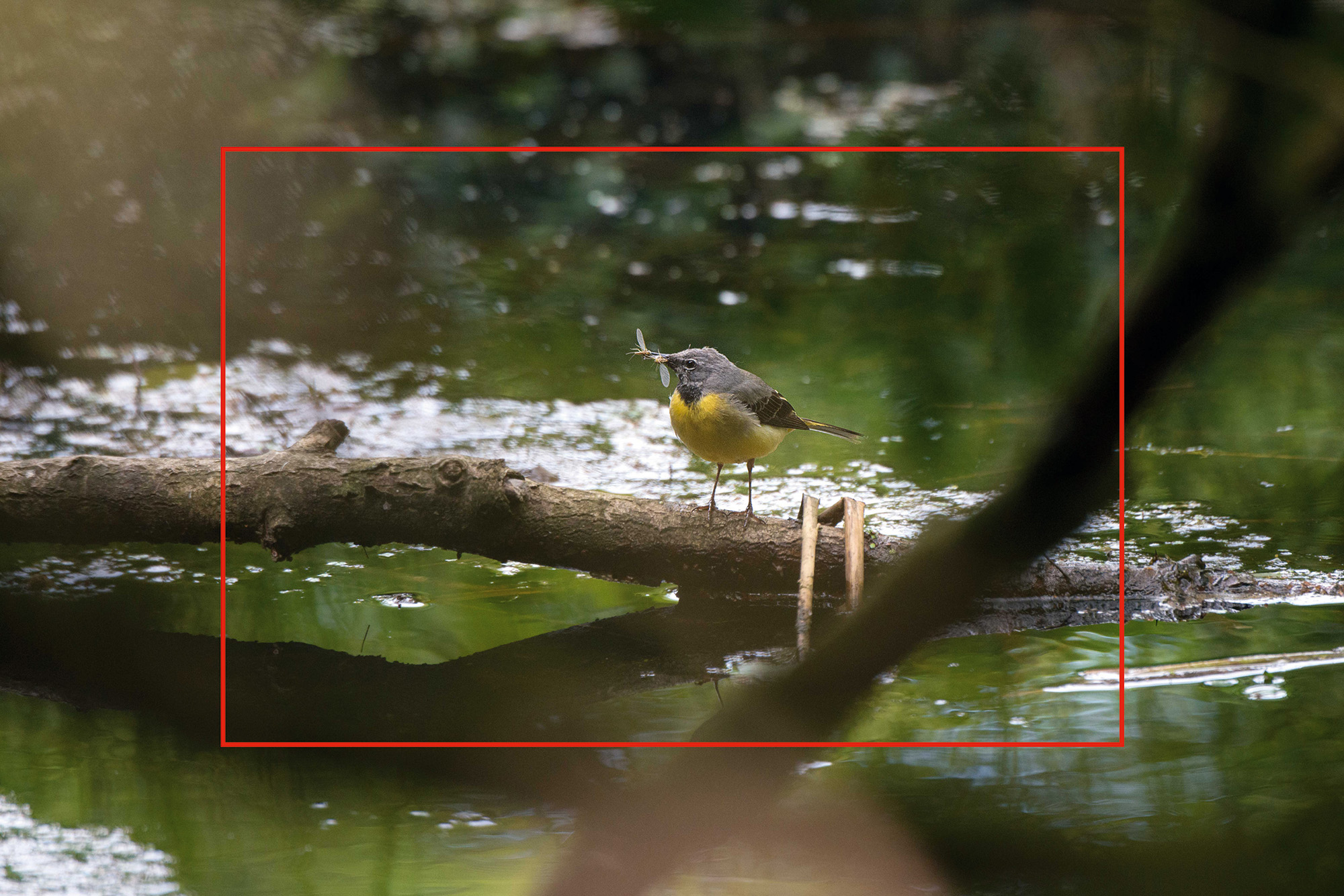 Wildlife photograph with red rectangle showing the difference between the full-frame image and an APS-C crop