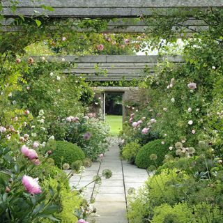 roses growing over a wooden pergola