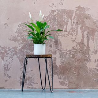 peace lily house plant in white pot beside paint peeling wall