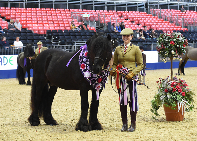 Guards Jester with Christina Brooks Champion in the In-hand Anthony Evans Senior Showing &amp;amp; Dressage Ltd Home Produced Supreme Grand Final 2015 at The London International Horse Show 2015 at Olympia, London, UK on 18th December 2015